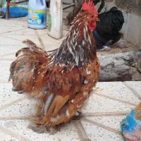 خروس جوان پرپا