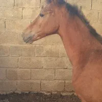 اسب|اسب و تجهیزات اسبسواری|شادگان, |دیوار