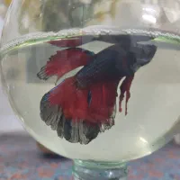 ماهی فایتر|ماهی|مشهد, شهید مطهری|دیوار