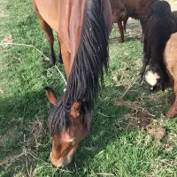 اسب مادیون فروشی