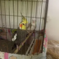 جفت عروس هلندی با جوجه