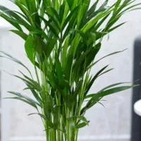 گل آپارتمانی|گل و گیاه طبیعی|مهران (ایلام), |دیوار