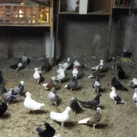 کبوتر پرشی|پرنده|چالوس, |دیوار