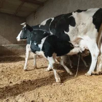 گاو شیری اولشتاین|حیوانات مزرعه|هیرمند, |دیوار