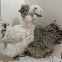 پرندگان وحیوانات مزرعه|حیوانات مزرعه|مشهد, فتح المبین|دیوار