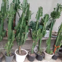 گل افوربیای سبز|گل و گیاه طبیعی|تالش, طولارود|دیوار