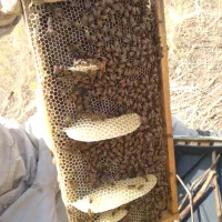 زنبور ده قاب جمعیت فول