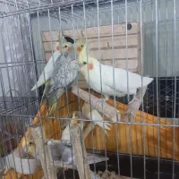 عروس هلندی