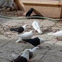 فروشتعدادیکبوترنروماده|پرنده|نجفآباد, ریاضی|دیوار