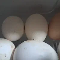 تخم مرغ محلی