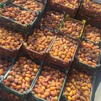 رطب تازه جنوب -رطب خرما کبکاب بوشهر خشت|خوردنی و آشامیدنی|تهران, شیراز|دیوار