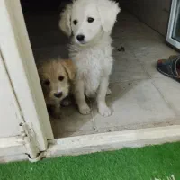 دو عدد توله شیتزو