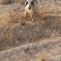 فروش گوسفند