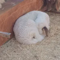 7راس گوسفند|حیوانات مزرعه|چوار, |دیوار