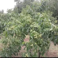 زرشک تمشک بادام گردوگیلاس آلودرآرش نهال