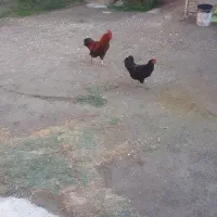 ۱جفت مرغ وخروس جوان|حیوانات مزرعه|گمیشان, |دیوار