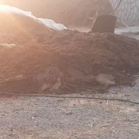 کود حیوانی|لوازم جانبی حیوانات|سلماس, |دیوار