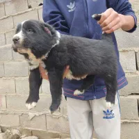 سگ الابای/توله سگ|سگ|رشت, گیل|دیوار