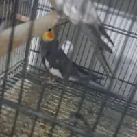 عروس هلندی|پرنده|نظرآباد, نظرآباد|دیوار