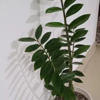 گل طبیعی زاموفیلیا