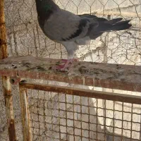 پلاکی ماده عراقی|پرنده|اهواز, چهارصد دستگاه|دیوار