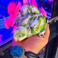 جوجه طوطی راهب بلواسکای کواکر پسته ای