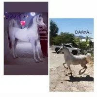 مادیان عرب و بومی|اسب و تجهیزات اسبسواری|رفسنجان, |دیوار