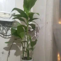 درختچه موزی باپنج پاجوش
