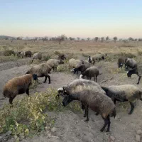 ۳۸ راس شیشک همه ابستن|حیوانات مزرعه|تاکستان, |دیوار