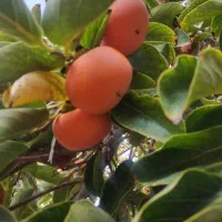 خرمالو|خوردنی و آشامیدنی|مزایجان, |دیوار