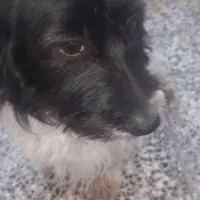 سگ پا کوتاه