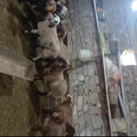 میش بره دار