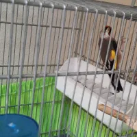 سهره چونه سفید