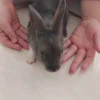 بچه خرگوش بغلی وآروم|موش و خرگوش|بانه, |دیوار