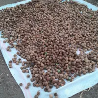 گردو|آرایشی، بهداشتی، درمانی|ارشق, |دیوار
