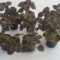 گل حسن یوسف در گراش|گل و گیاه طبیعی|گراش, |دیوار