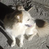 سگ پامرنر|سگ|بندرعباس, |دیوار