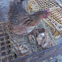 مرغ خروس اردک قوغاز بوقلمون غاز تخم اسراعیل