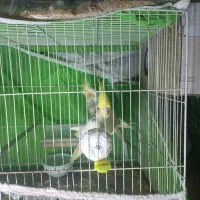 دوهفته عروس هلندی به ضمانت جوجه
