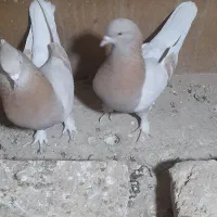 یه جفت تهرانی|پرنده|دماوند, دماوند|دیوار