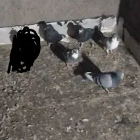 پنج عدد کبوتر پرشی|پرنده|اقبالیه, |دیوار