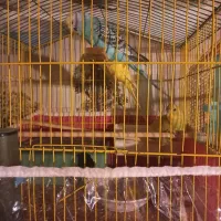 فروش دوعدد نر و ماده مرغ عشق با یک‌جوجه
