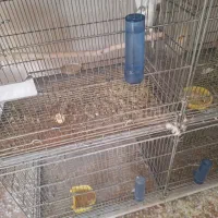 فروش انواع عروس وگرینجگ|پرنده|سپیدان, |دیوار