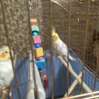 عروس هلندی لوتینو|پرنده|صباشهر, |دیوار