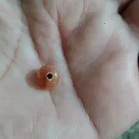 مهره فروشی|جواهرات|دزفول, |دیوار