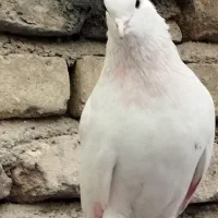 کفترسفیدتهرانی|پرنده|تهران, شهرک رضویه|دیوار