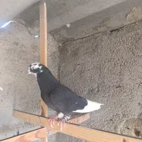 کفتر.پرشی گرفتنی غریب