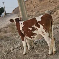 گاو نوبر|حیوانات مزرعه|ارژن, |دیوار