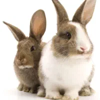 خرگوش دانه ای 200