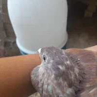 کبوتر|پرنده|کوه چنار, |دیوار